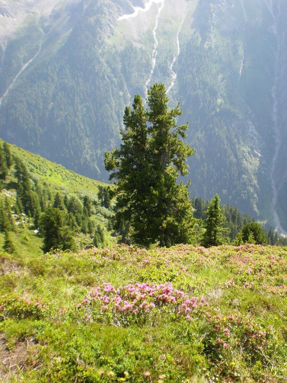 Villa Amsel Mayrhofen Εξωτερικό φωτογραφία